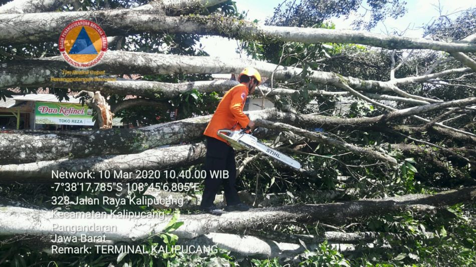 Kejadian pohon tumbang di Terminal Kalipucang